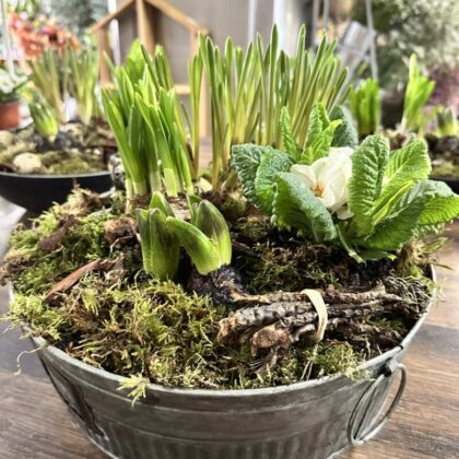 Jarna vysadba v plechovej nádobe