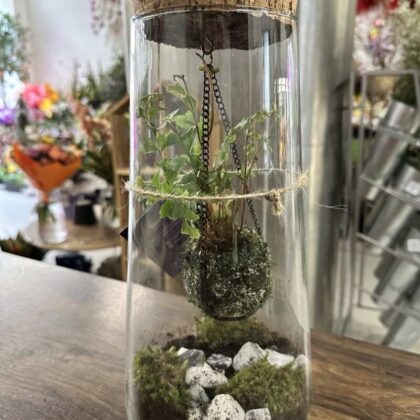 Terarium s visiacou papradou