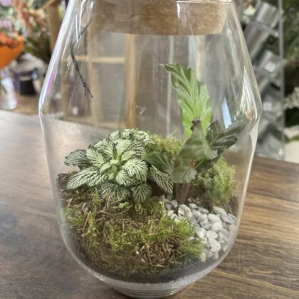 Terarium s rastlinami