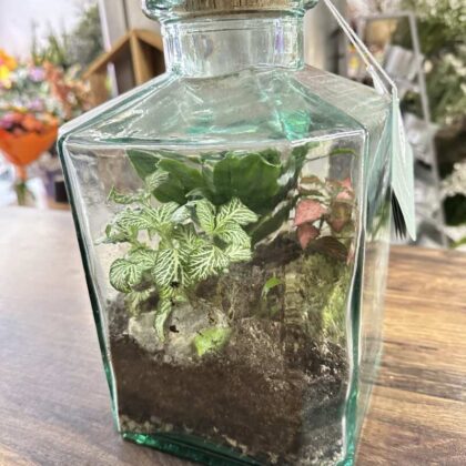 Terarium s rastlinami