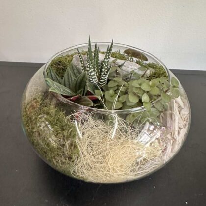 Terarium sukulent