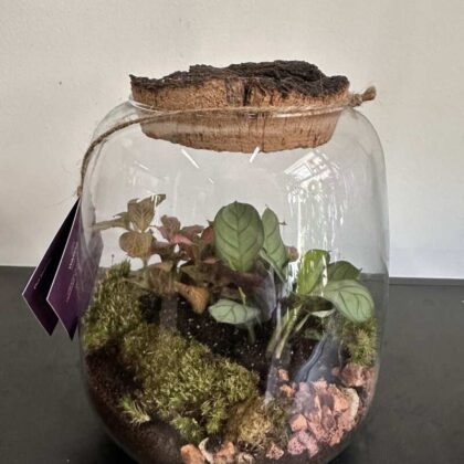 Terarium M