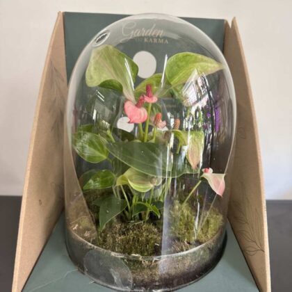 Terarium s anturiou
