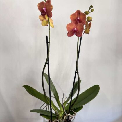 Orchidea