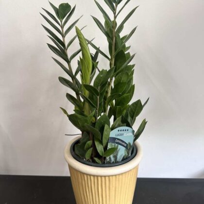 Zamioculcas
